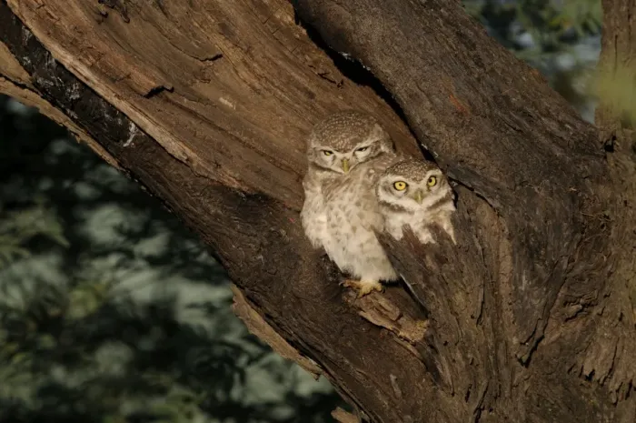 Framed Print : Spotted Owlet Athene brama Bharatpur India