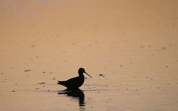 Spotted Redshank Tringa erythropus silhouetted at dusk Titchwell Norfolk July