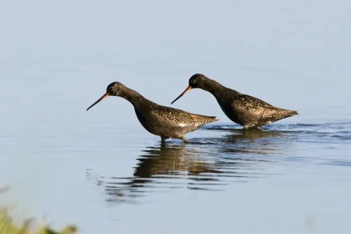 Framed Print : Spotted Redshanks Tringa erythropus adult summer Norfolk July Framed Print : Spotted Redshanks Tringa erythropus adult summer Norfolk July