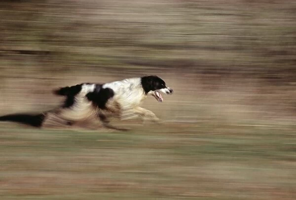 Springer Spaniel running