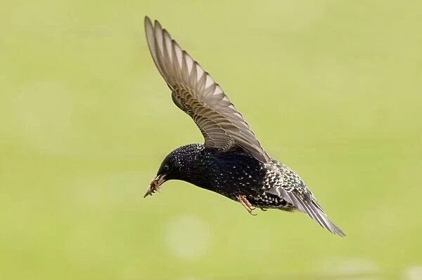 Starling Sturnus vulgaris carrying food to nest Shetland summer