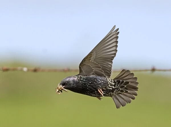 Starling Sturnus vulgaris carrying food to nest Shetland summer