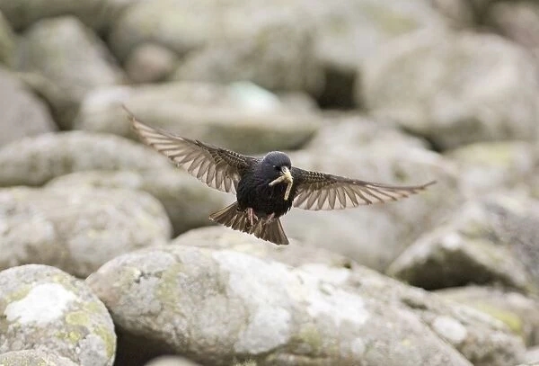 Starling Sturnus vulgarus arriving at nest UK summer
