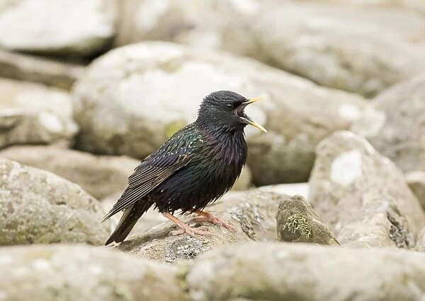 Starling Sturnus vulgarus calling at nest UK summer
