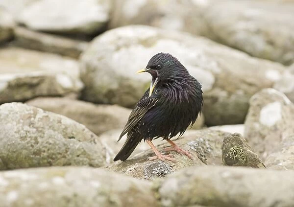 Starling Sturnus vulgarus calling at nest UK summer