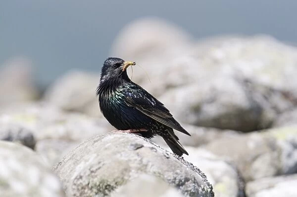 Starling Sturnus vulgarus carrying food to nest Shetland June