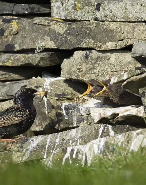 Starling Sturnus vulgarus feeding fledglings in nest in dry stone wall Shetland spring