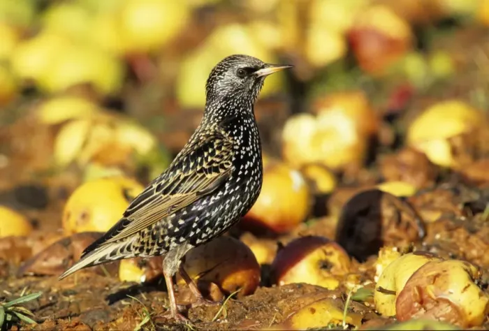 Framed Print : Starling Sturnus vulgarus feeding on windfall apples in garden in orchard Kent autumn Framed Print : Starling Sturnus vulgarus feeding on windfall apples in garden in orchard Kent autumn