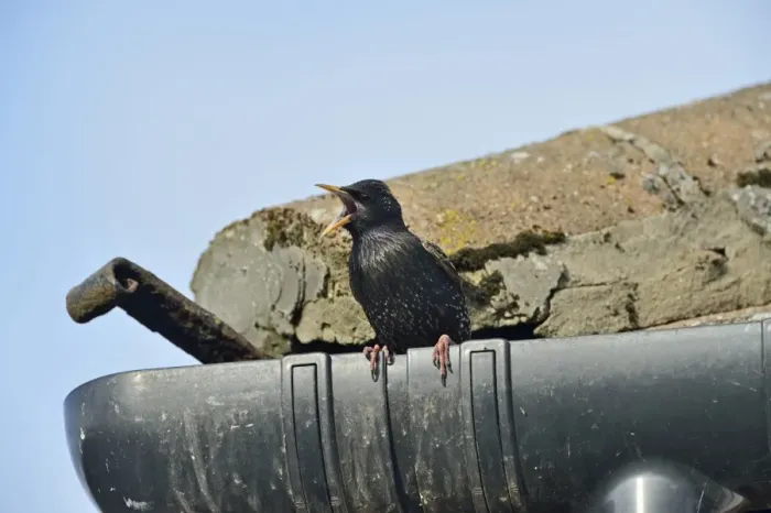 Framed Print : Starling Sturnus vulgarus singing from gutter of house Norfolk June