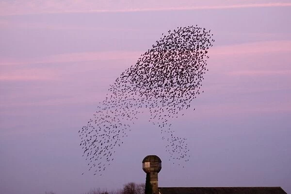 Starlings Sturnus vulgaris flock arriving at roost Slimbridge Glos February