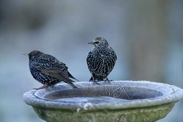 Starlings Sturnus vulgaris at frozen bird bath in garden Kent winter