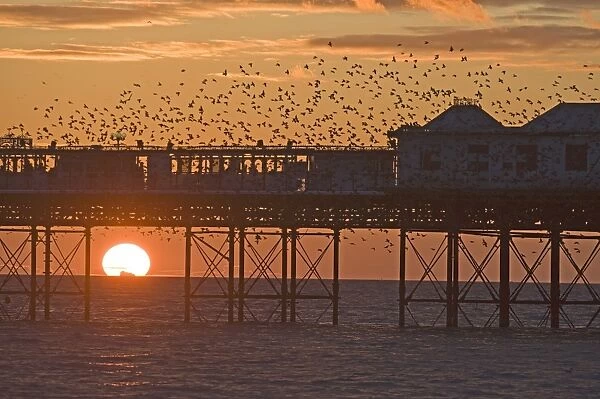 Starlings Sturnus vulgarus arriving at Brightons Palace Pier to roost Sussex January