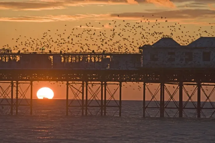 Framed Print : Starlings Sturnus vulgarus arriving at Brightons Palace Pier to roost Sussex January Framed Print : Starlings Sturnus vulgarus arriving at Brightons Palace Pier to roost Sussex January