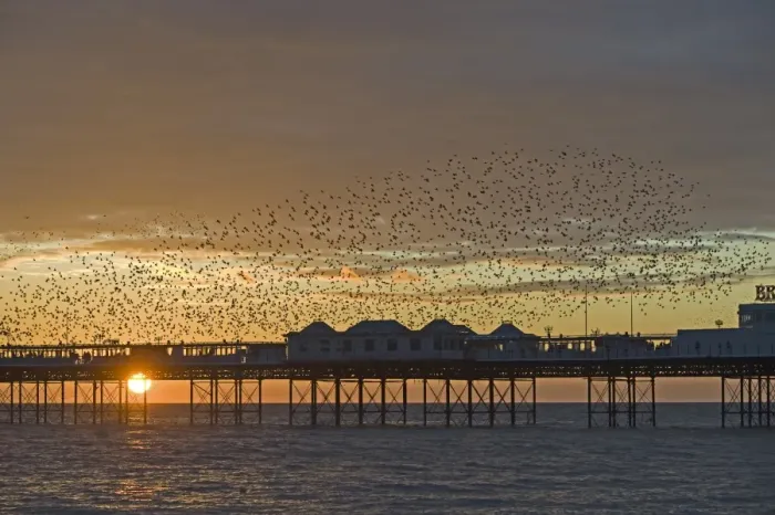 Framed Print : Starlings Sturnus vulgarus arriving at Brightons Palace Pier to roost Sussex January Framed Print : Starlings Sturnus vulgarus arriving at Brightons Palace Pier to roost Sussex January