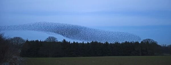 Starlings Sturnus vulgarus arriving at night time roost near Gretna Scotland December
