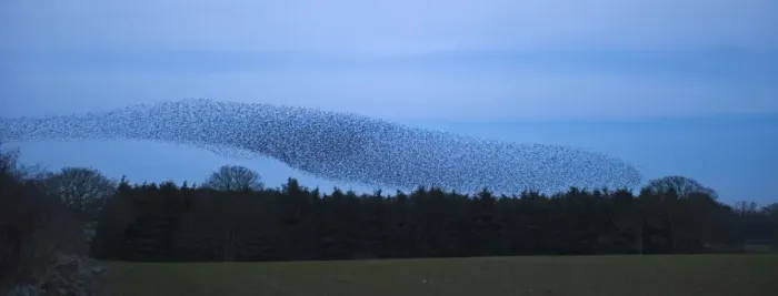 Framed Print : Starlings Sturnus vulgarus arriving at night time roost near Gretna Scotland December