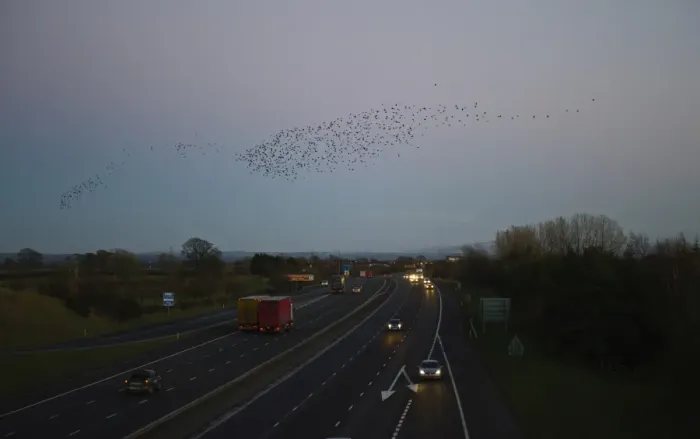 Framed Print : Starlings Sturnus vulgarus arriving at night time roost near Gretna Scotland December