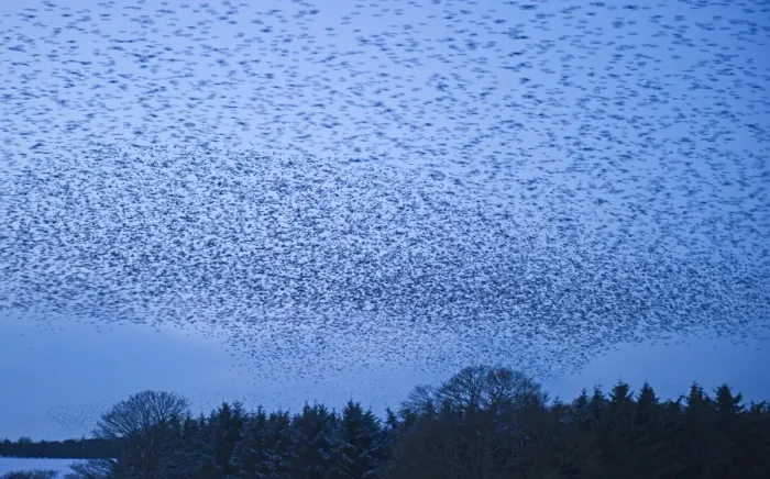 Framed Print : Starlings Sturnus vulgarus arriving at night time roost near Gretna Scotland December Framed Print : Starlings Sturnus vulgarus arriving at night time roost near Gretna Scotland December