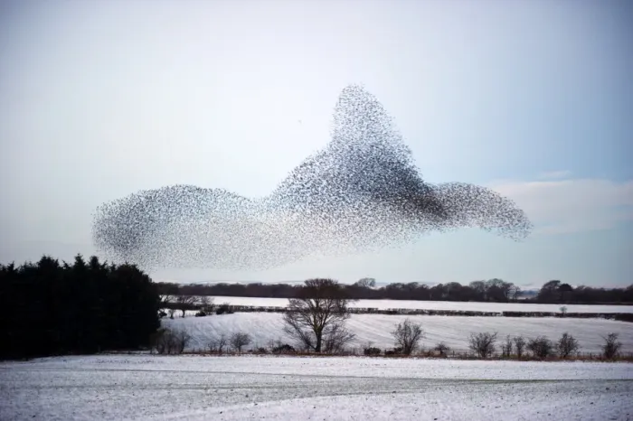 Framed Print : Starlings Sturnus vulgarus arriving at night time roost near Gretna Scotland December