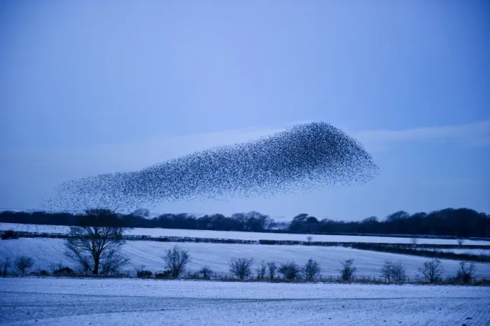 Framed Print : Starlings Sturnus vulgarus arriving at night time roost near Gretna Scotland December