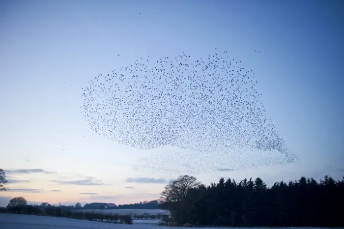 Framed Print : Starlings Sturnus vulgarus arriving at night time roost near Gretna Scotland December