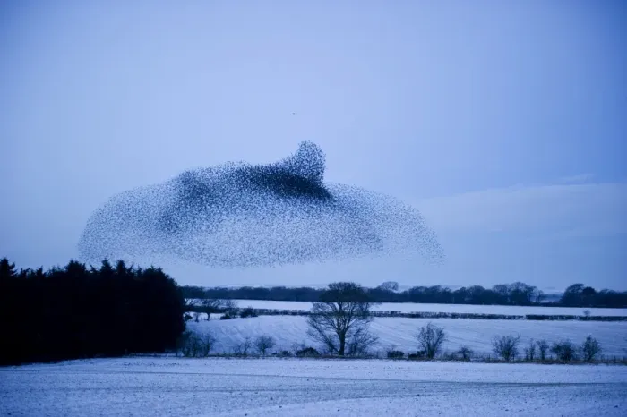 Framed Print : Starlings Sturnus vulgarus arriving at night time roost near Gretna Scotland December