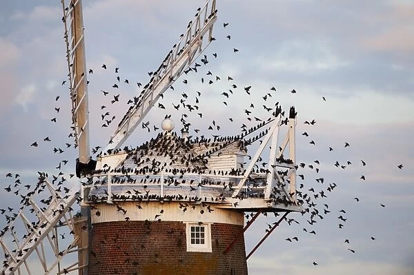 Starlings Sturnus vulgarus arriving at roost on Cley Windmill Cley Norfolk Ocotober