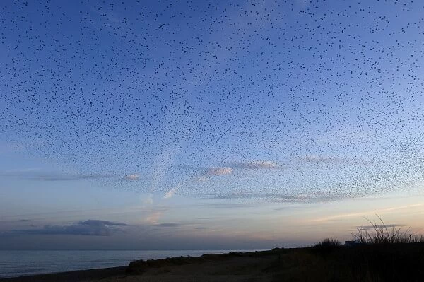 Starlings Sturnus vulgarus arriving at roost at dusk Minsmere Suffolk winter