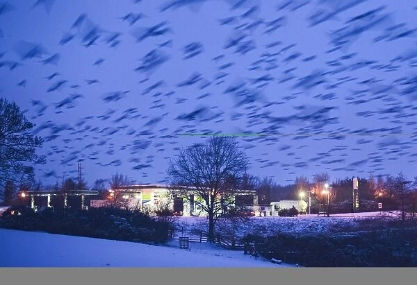 Starlings Sturnus vulgarus arriving to roost Gretna Scotland December