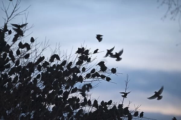Starlings Sturnus vulgarus arriving at roost Gretna Dumfries & Galloway Scotland December