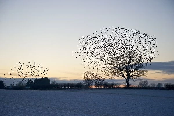 Starlings Sturnus vulgarus arriving at roost Gretna Dumfries Scotland December