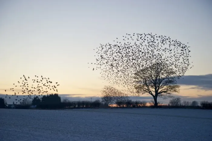 Framed Print : Starlings Sturnus vulgarus arriving at roost Gretna Dumfries Scotland December Framed Print : Starlings Sturnus vulgarus arriving at roost Gretna Dumfries Scotland December