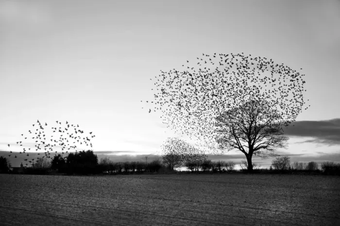 Framed Print : Starlings Sturnus vulgarus arriving at roost Gretna Dumfries Scotland December Framed Print : Starlings Sturnus vulgarus arriving at roost Gretna Dumfries Scotland December