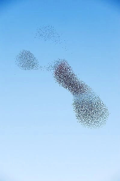 Starlings Sturnus vulgarus arriving to roost at Palace Pier Brighton winter