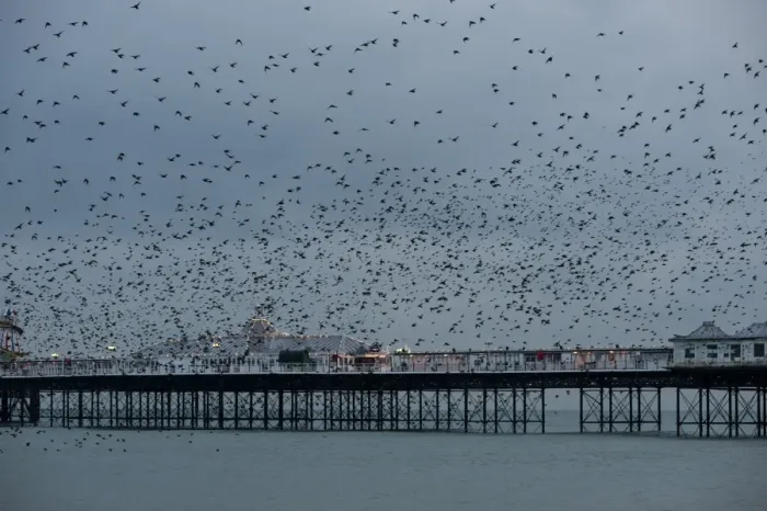Framed Print : Starlings Sturnus vulgarus arriving to roost at Palace Pier Brighton winter Framed Print : Starlings Sturnus vulgarus arriving to roost at Palace Pier Brighton winter