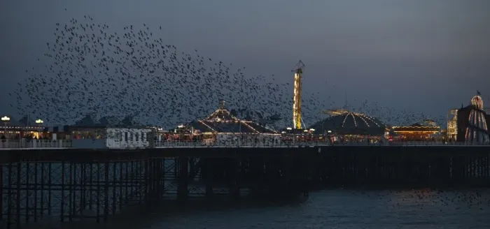 Framed Print : Starlings Sturnus vulgarus arriving to roost at Palace Pier Brighton winter