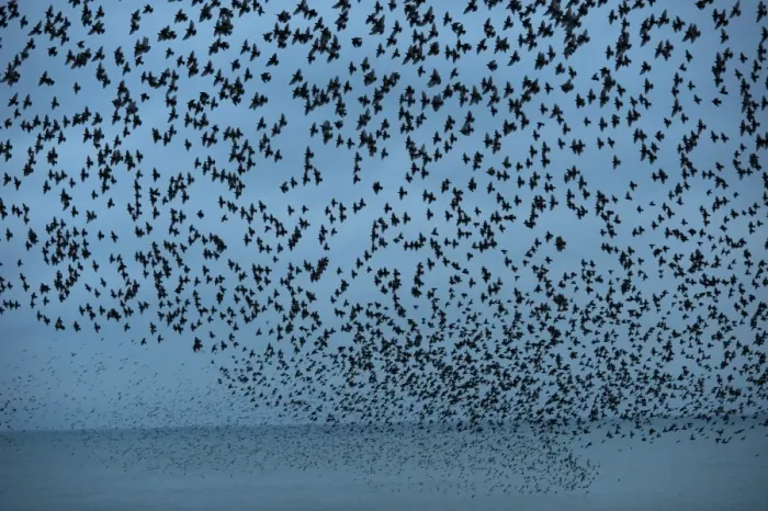 Framed Print : Starlings Sturnus vulgarus arriving to roost at Palace Pier Brighton winter Framed Print : Starlings Sturnus vulgarus arriving to roost at Palace Pier Brighton winter
