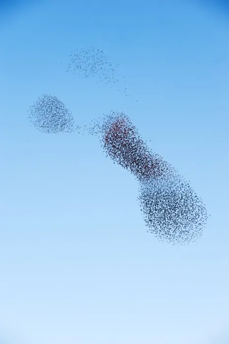 Framed Print : Starlings Sturnus vulgarus arriving to roost at Palace Pier Brighton winter