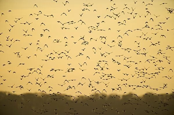 Starlings Sturnus vulgarus arrving at roost Norfolk winter