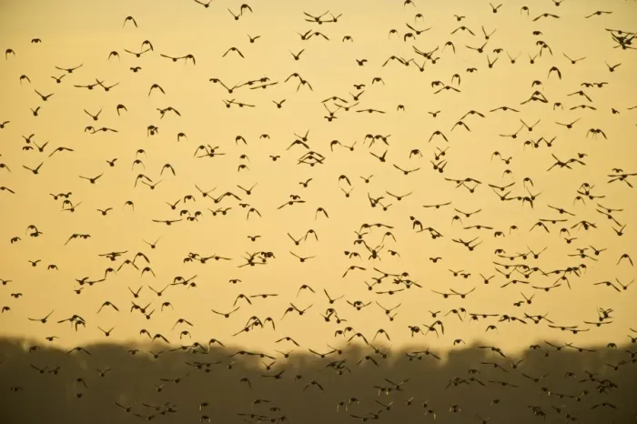 Framed Print : Starlings Sturnus vulgarus arrving at roost Norfolk winter Framed Print : Starlings Sturnus vulgarus arrving at roost Norfolk winter