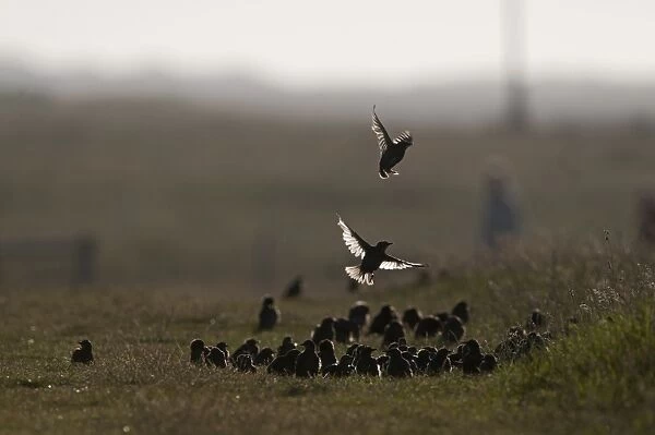 Starlings Sturnus vulgarus autumn flock Cley Norfolk