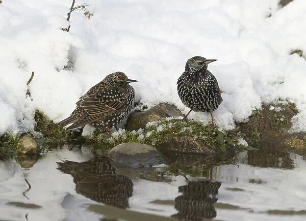 Starlings Sturnus vulgarus coming down to drink in snow Norfolk December