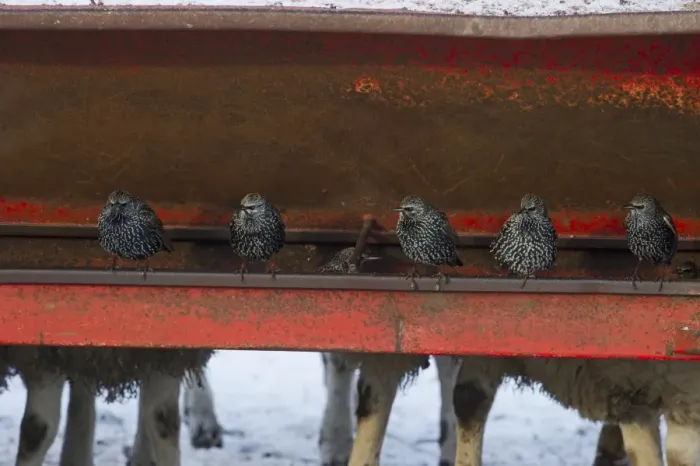 Framed Print : Starlings Sturnus vulgarus feeding around livestock Dumfries Scotland