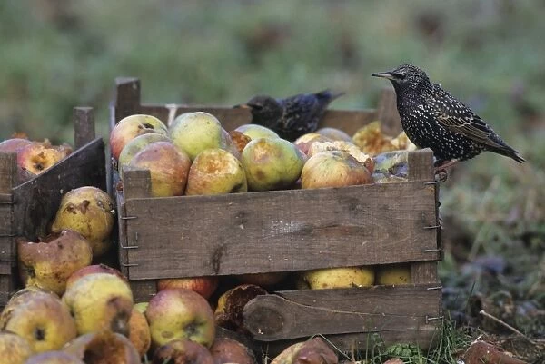 Starlings Sturnus vulgarus feeding on windfall apples in garden in orchard Kent autumn