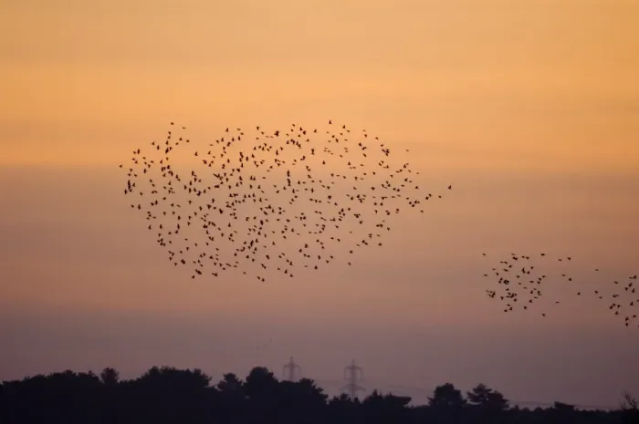 Framed Print : Starlings Sturnus vulgarus flying to roost Minsmere Suffolk winter Framed Print : Starlings Sturnus vulgarus flying to roost Minsmere Suffolk winter