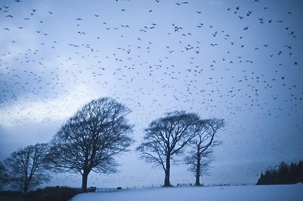 Starlings Sturnus vulgarus flying to roost near Gretna Scotland December