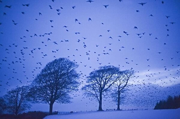 Starlings Sturnus vulgarus flying to roost near Gretna Scotland December
