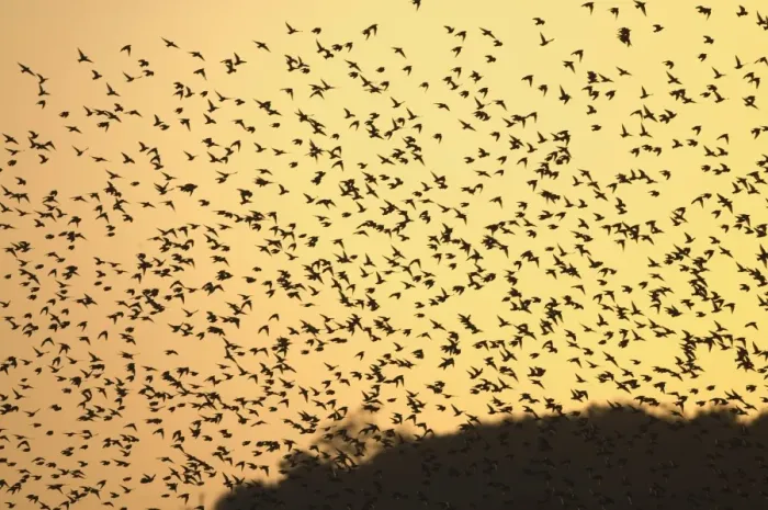 Framed Print : Starlings Sturnus vulgarus flying to roost North Norfolk UK winter Framed Print : Starlings Sturnus vulgarus flying to roost North Norfolk UK winter