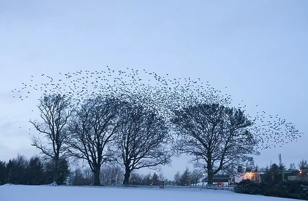 Starlings Sturnus vulgarus gathering at roost near Gretna Scotland December