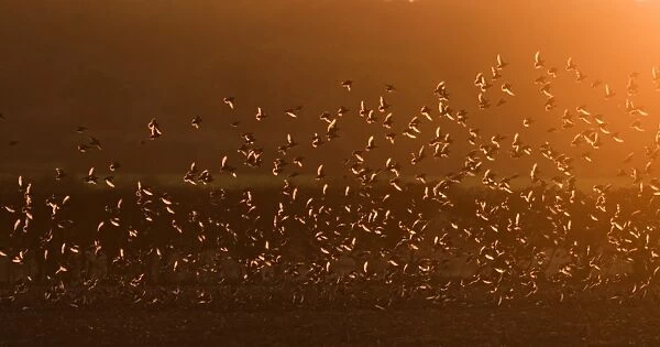 Starlings Sturnus vulgarus going to roost Norfolk November